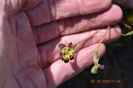 Image of Moraea inconspicua Goldblatt