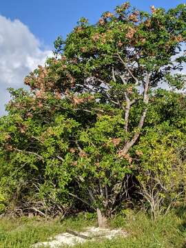 Image of Florida fishpoison tree