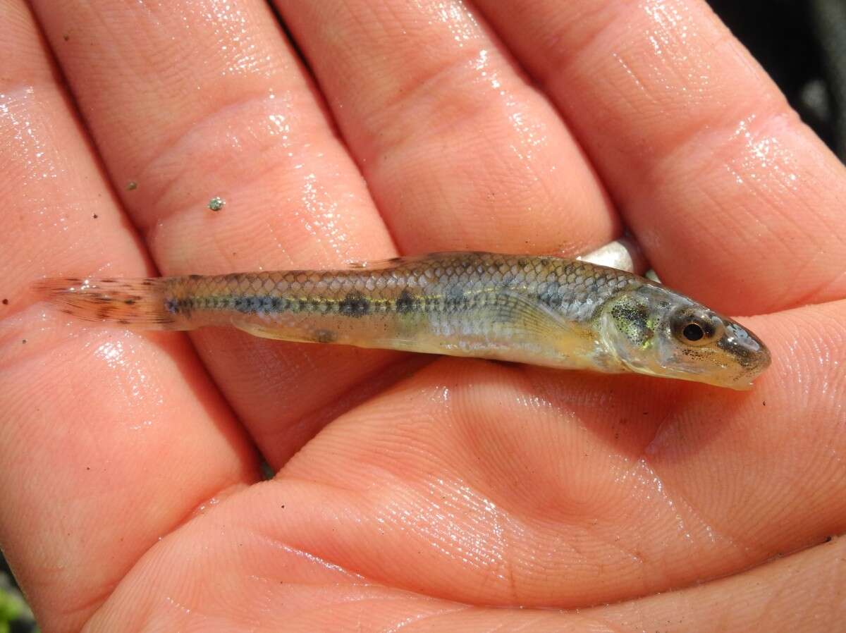 Image of Italian gudgeon