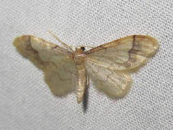 صورة Idaea skinnerata Grossbeck 1907