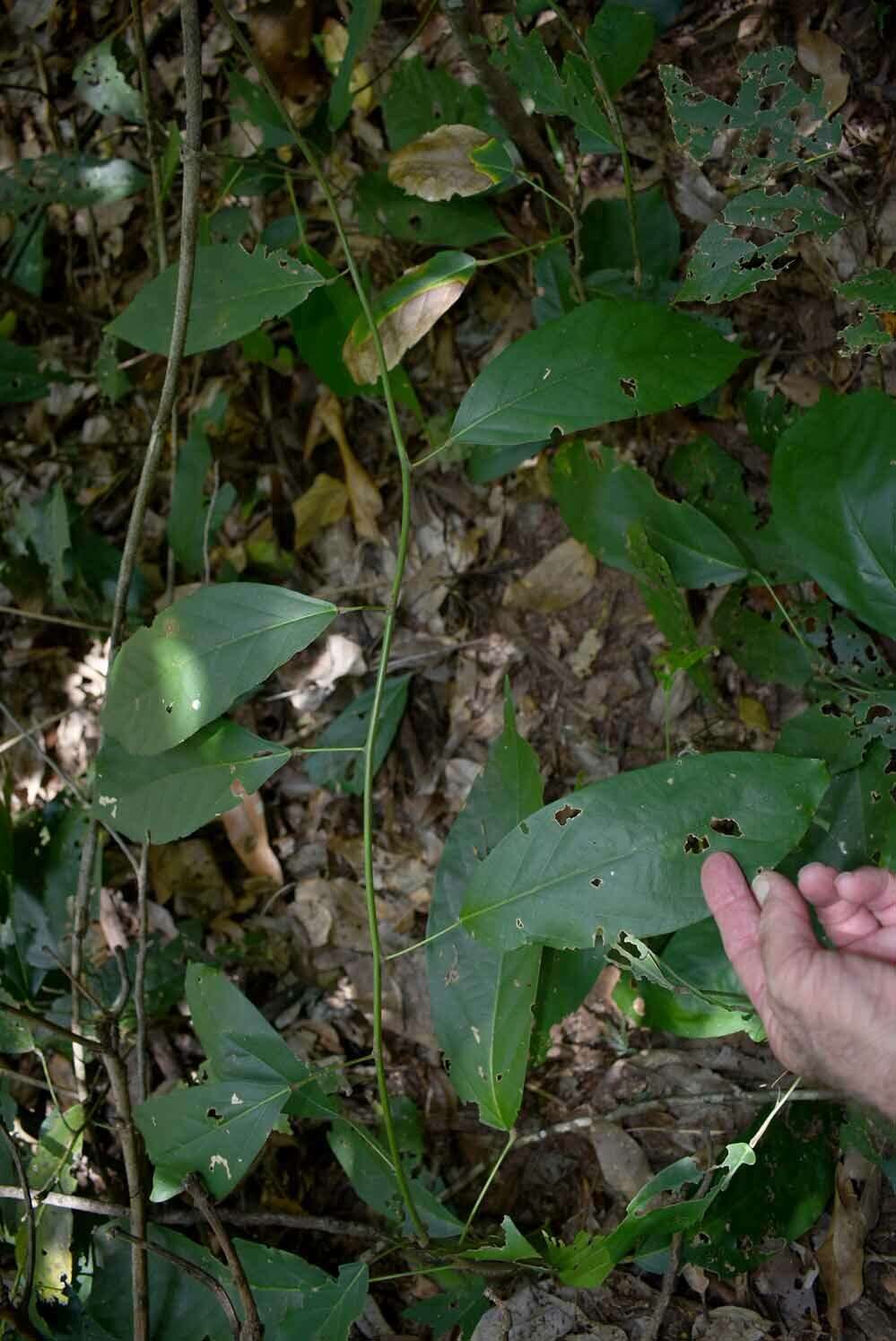 Image of Carronia pedicellata L. L. Forman