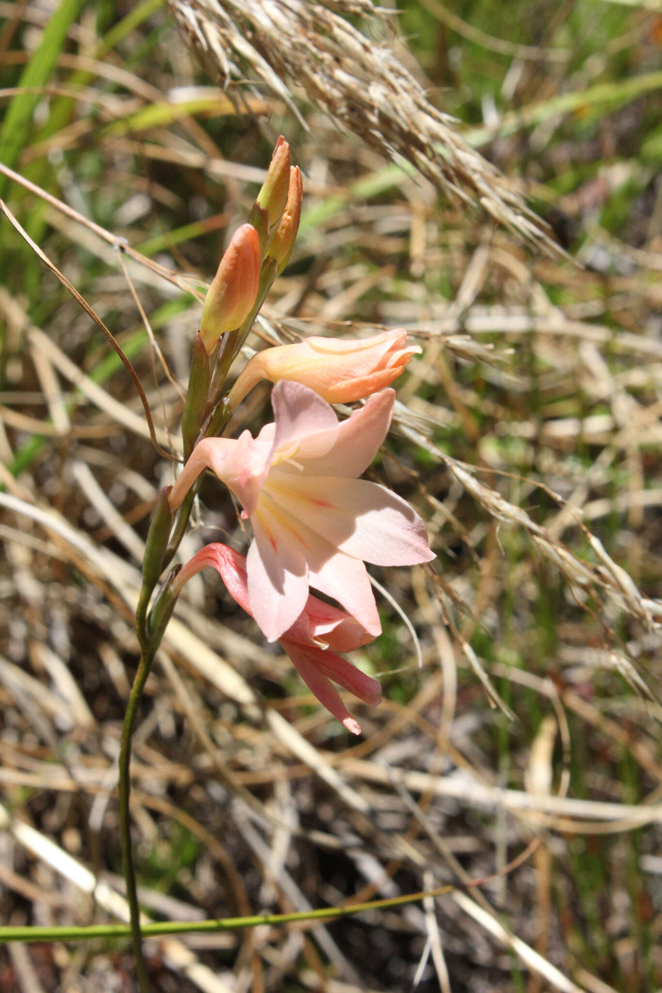 Gladiolus monticola Goldblatt & J. C. Manning resmi