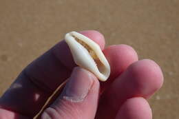 Image of Fingerprint cowry