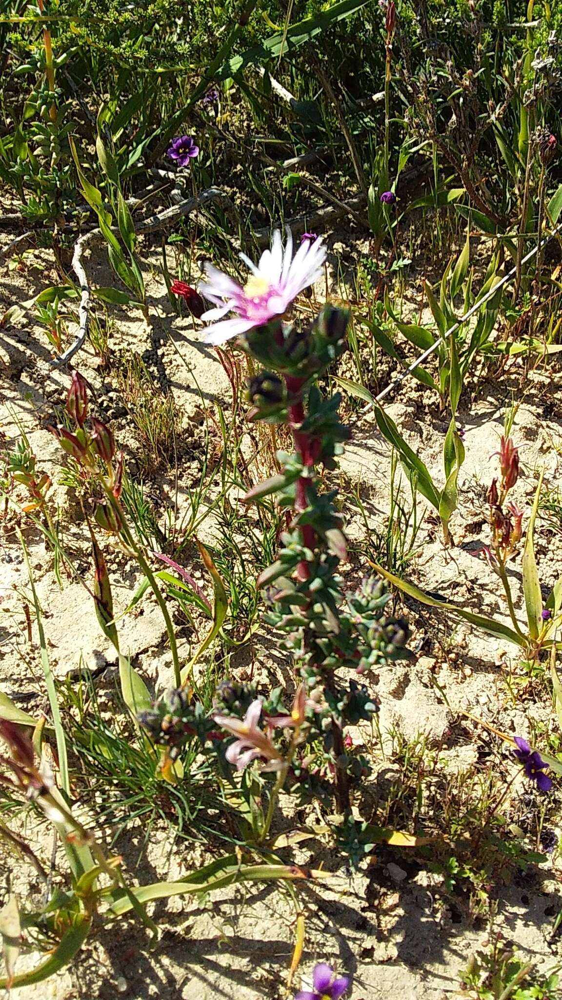 Image of Lampranthus leptaleon (Haw.) N. E. Br.