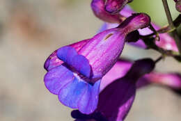 Слика од Penstemon spectabilis Thurb. ex Torr. & Gray