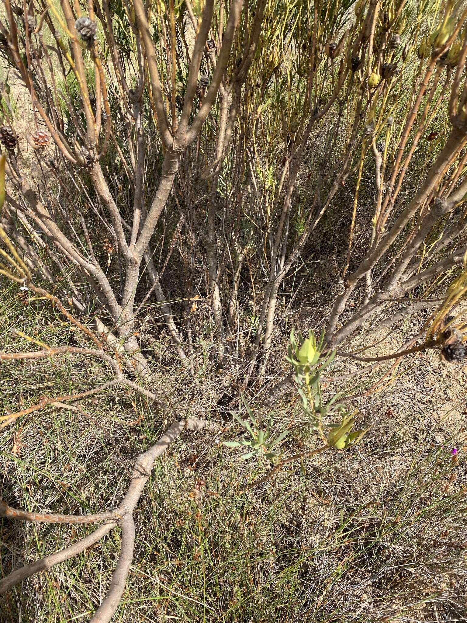 Image of Leucadendron lanigerum Buek ex Meissn.