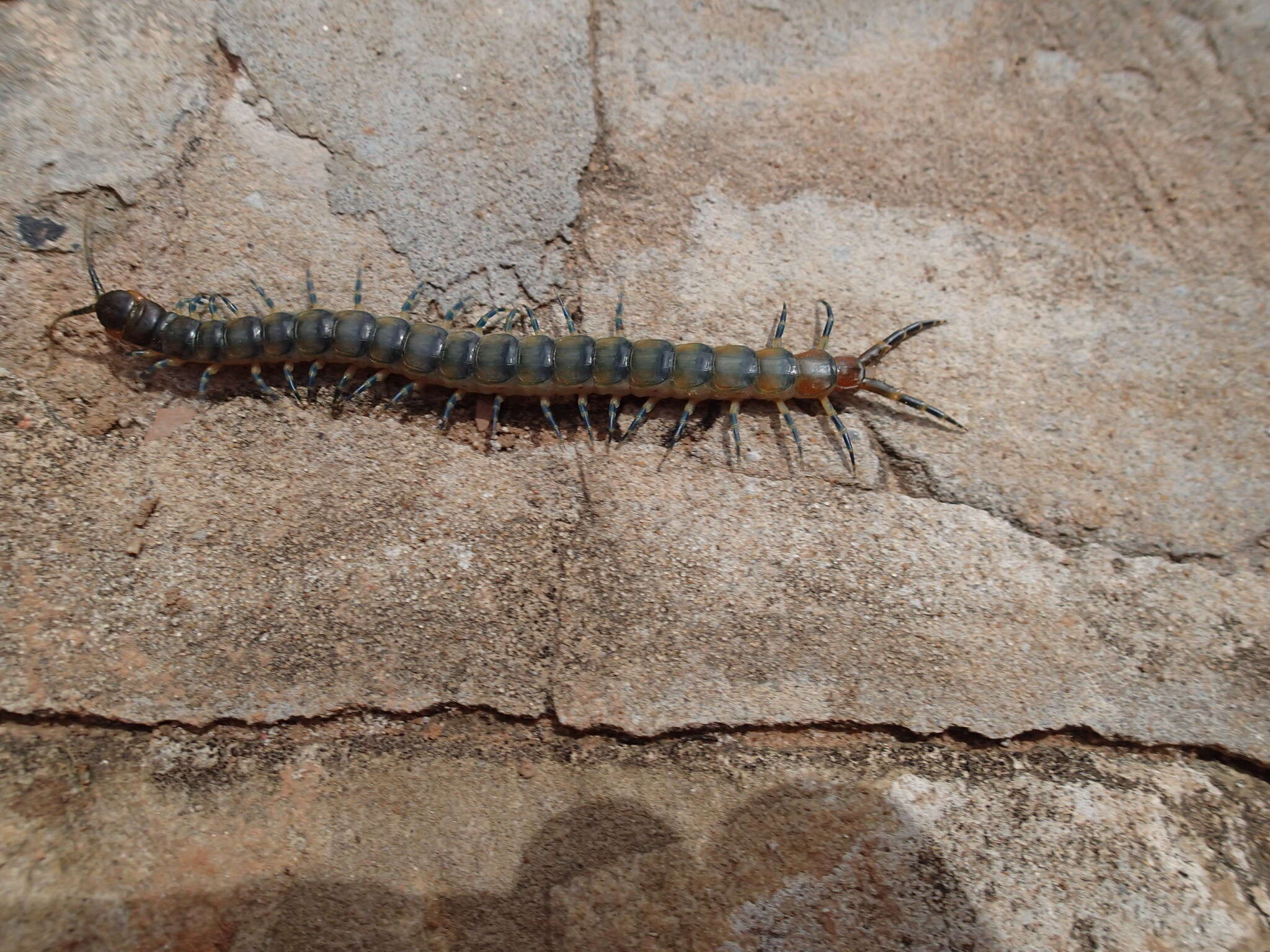 Image of Scolopendra viridicornis Newport 1844