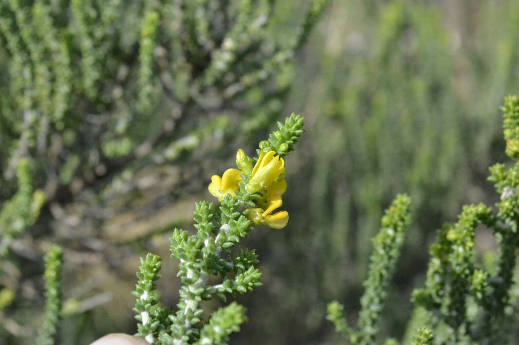 Image of Aspalathus pinguis Thunb.