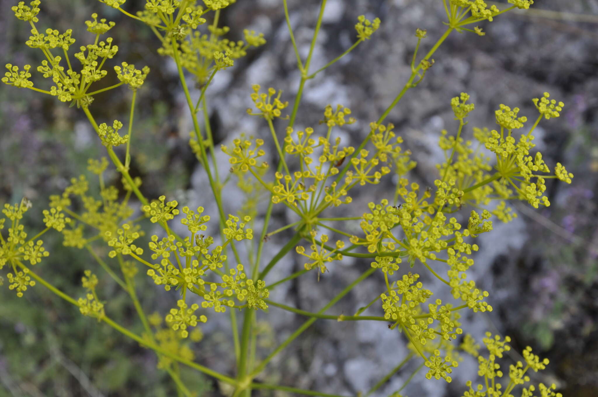 Image of Ferulago campestris (Besser) Grec.