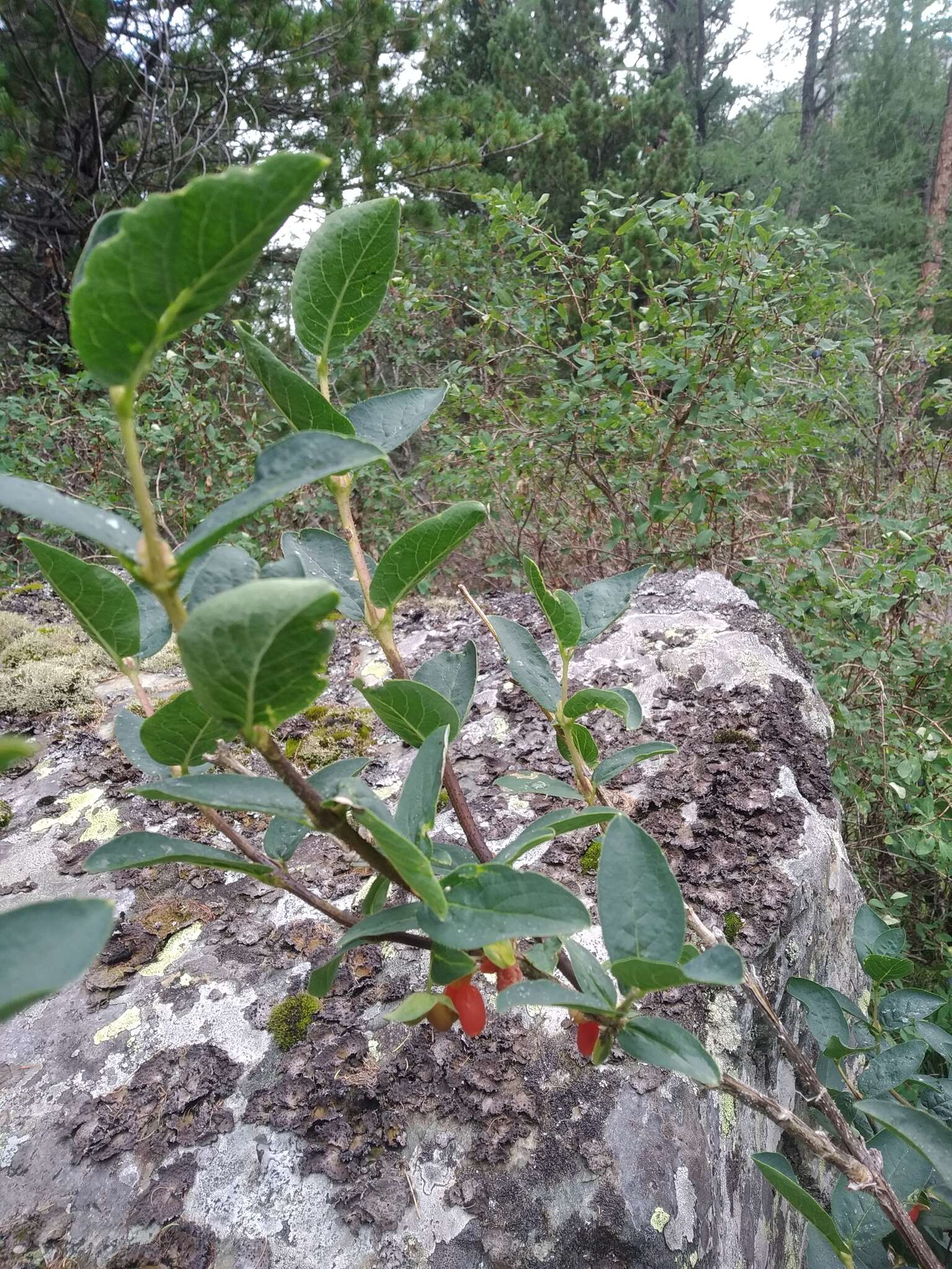 Image de Lonicera hispida Pall. ex Roem. & Schult.