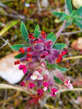 Image of Anthyllis vulneraria subsp. rubriflora (DC.) Arcang.