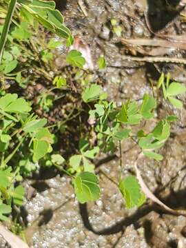 Image of Marsilea fenestrata Launert