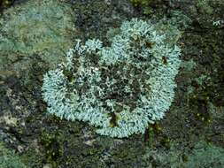 Image of Hale's rosette lichen