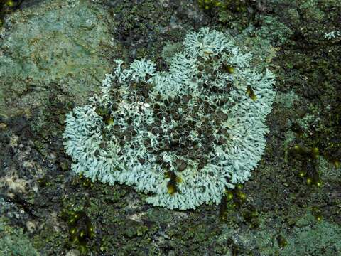 Image of Hale's rosette lichen