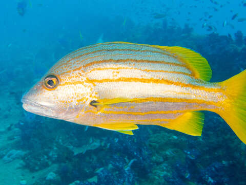 Image of Spanish flag snapper