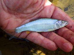 Image of Steelcolor Shiner