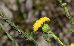 Слика од Chrysocoma esterhuyseniae E. Bayer