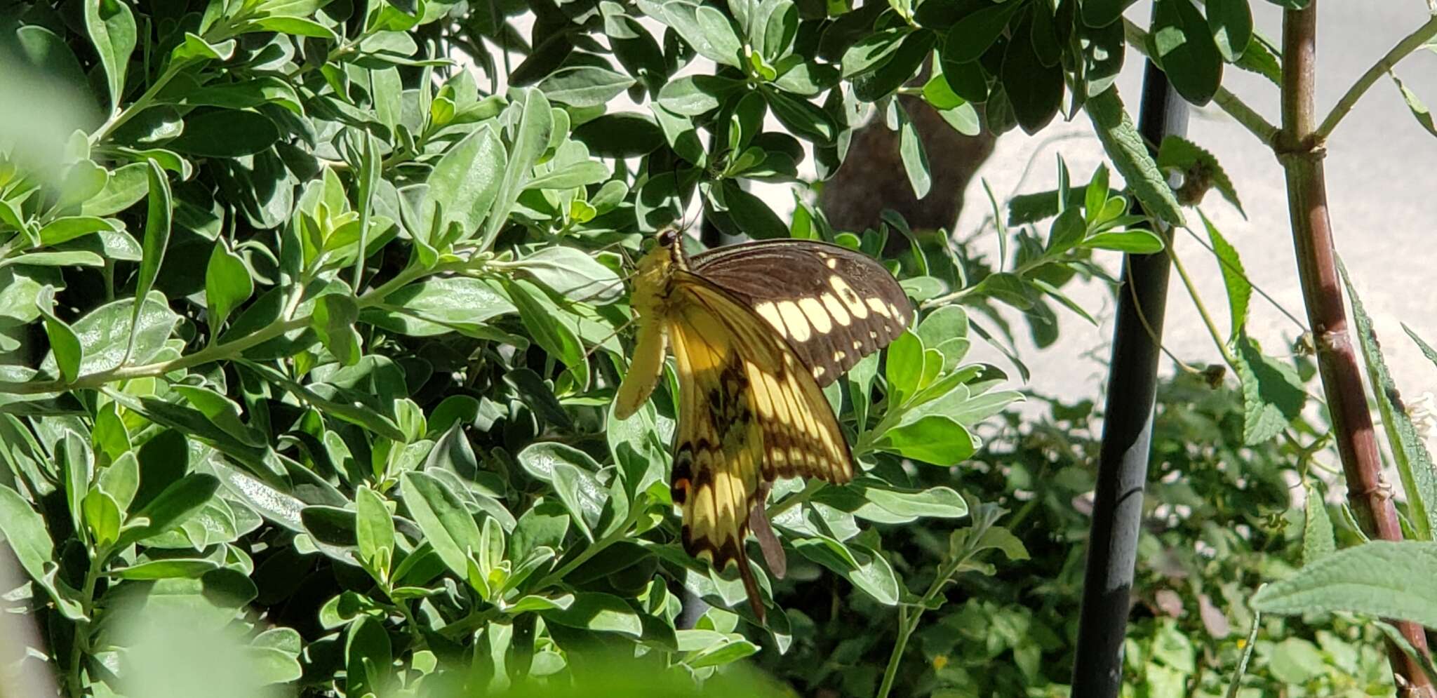 Image of Ornythion Swallowtail