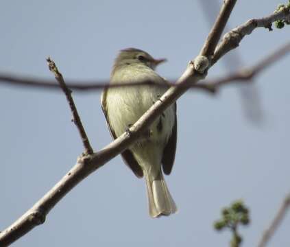 Image of Northern Beardless Tyrannulet