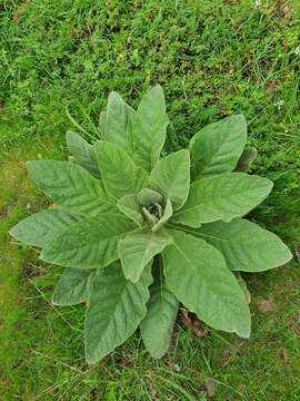 Image of Verbascum thapsus subsp. thapsus