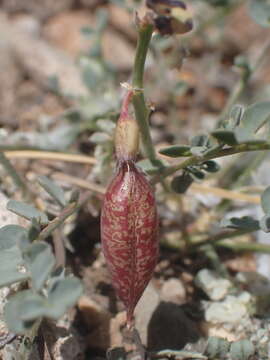 Imagem de Astragalus oophorus S. Wats.