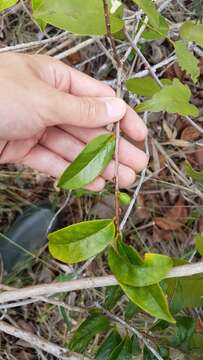 Symplocos guianensis (Aubl.) Guerke的圖片