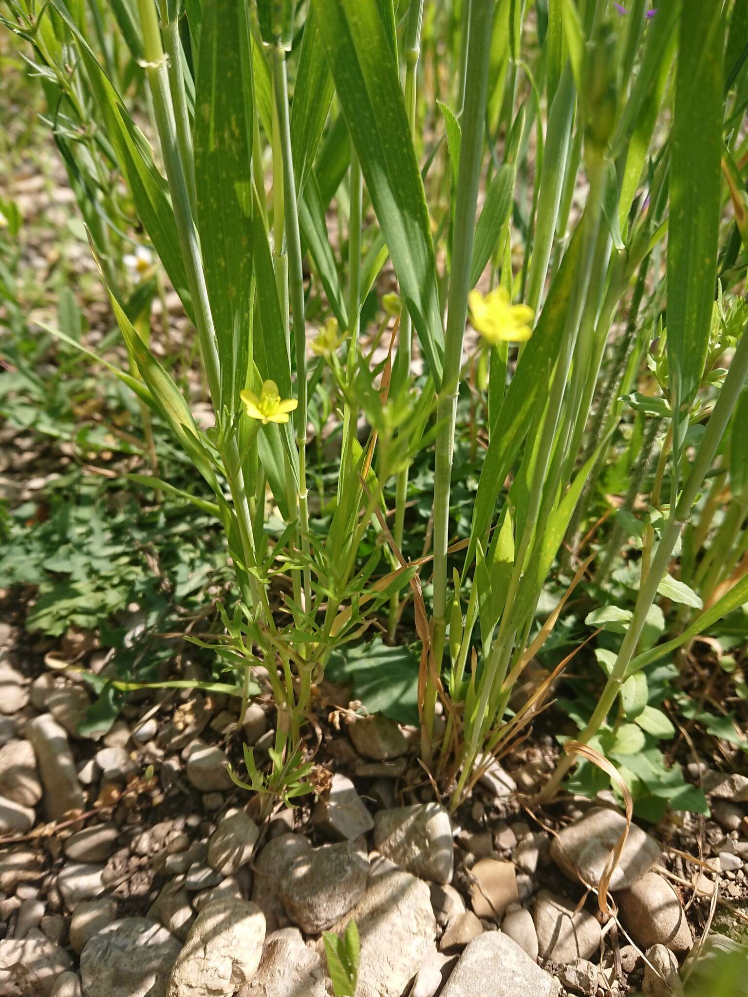 Image of corn buttercup