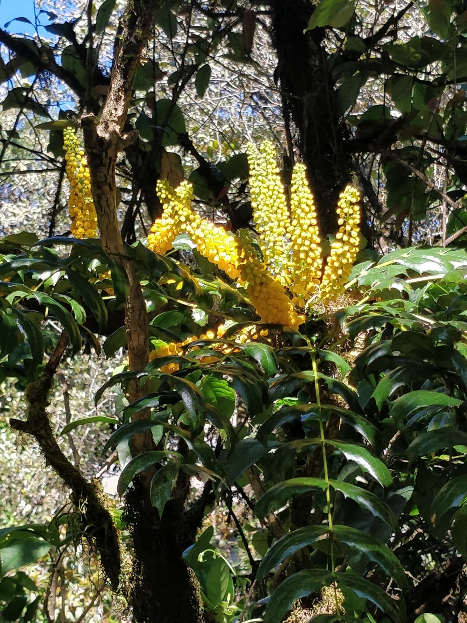 Image of Berberis napaulensis (DC.) Spreng.