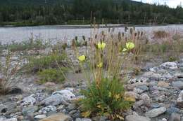 Image of Papaver lapponicum subsp. jugoricum (Tolm.) S. V. Gudoshnikov