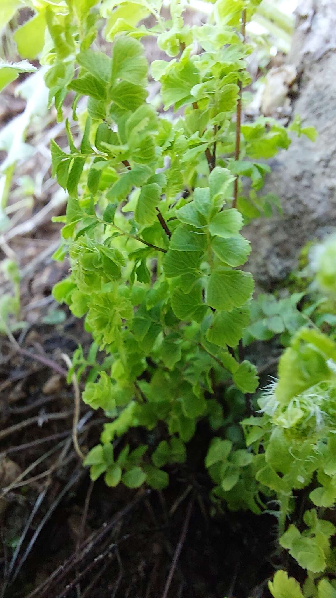 Adiantum excisum Kunze的圖片