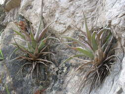 Image of Tillandsia capitata Griseb.