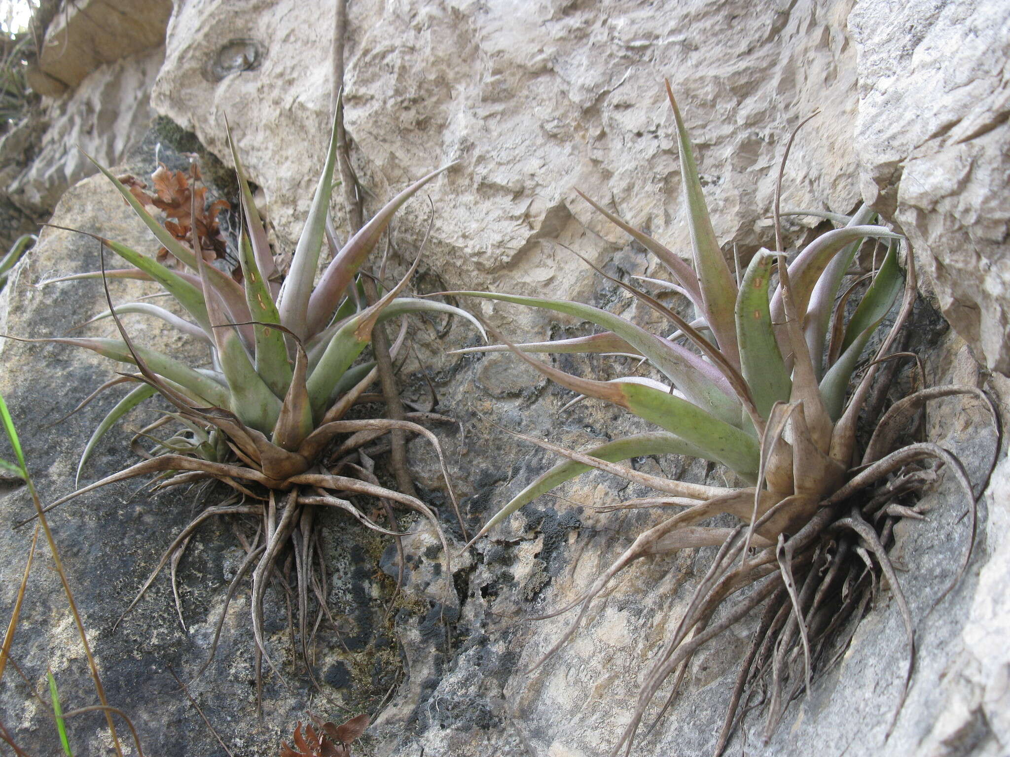 Imagem de Tillandsia capitata Griseb.