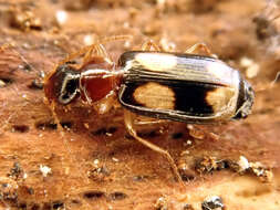 Image of Dromius (Dromius) quadrimaculatus (Linnaeus 1758)