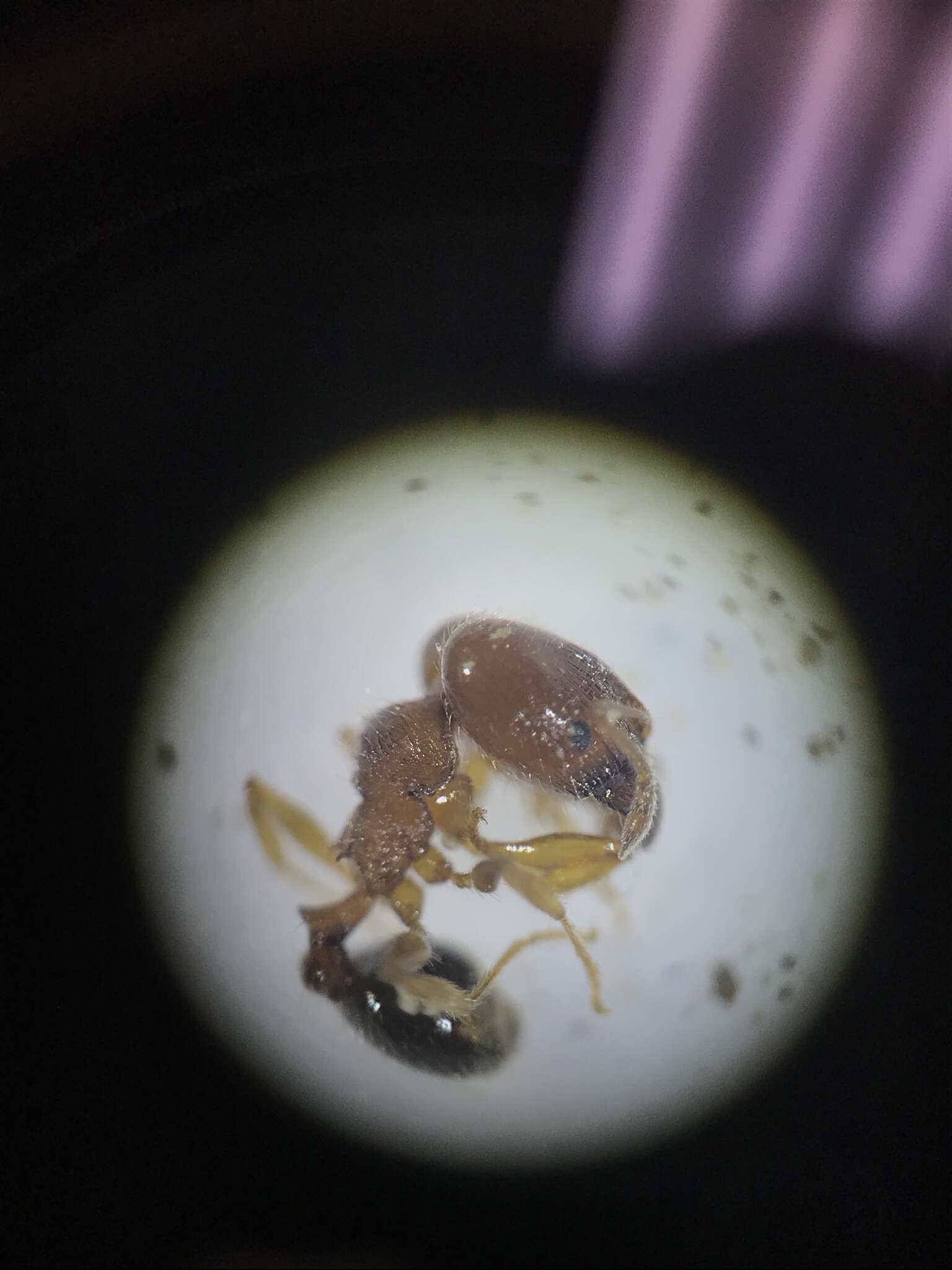 Pheidole pilifera (Roger 1863)的圖片