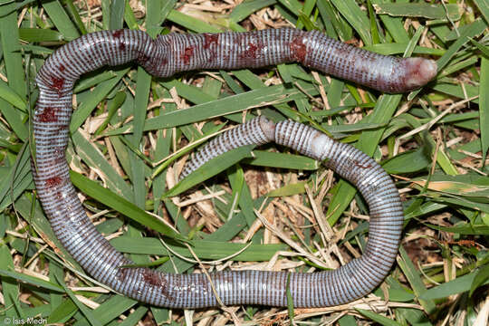 Image of Mertens'  Worm Lizard