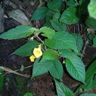 Imagem de Achimenes flava C. V. Morton