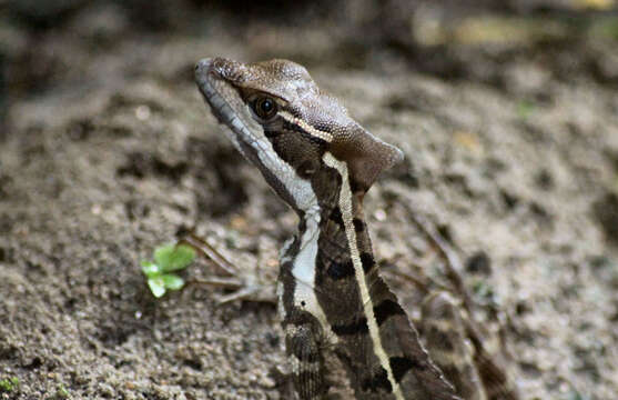 Image of Basiliscus basiliscus barbouri Ruthven 1914