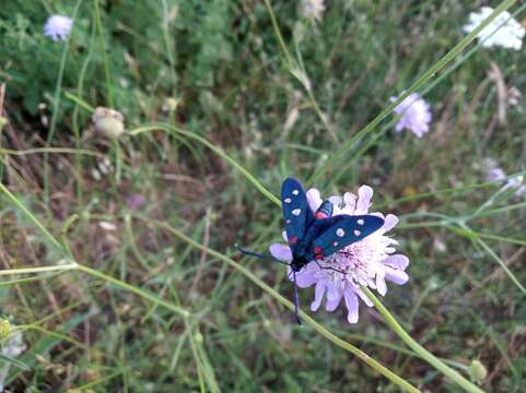 Image of Zygaena ephialtes Linnaeus 1767