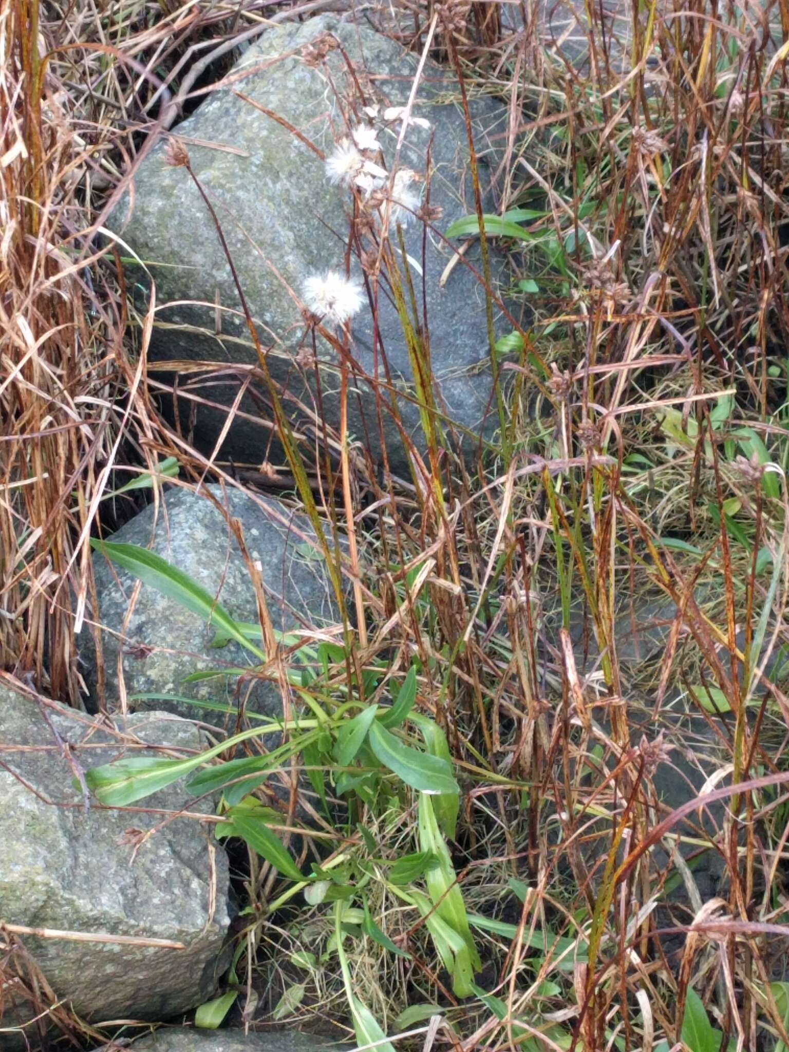 Image of sea aster