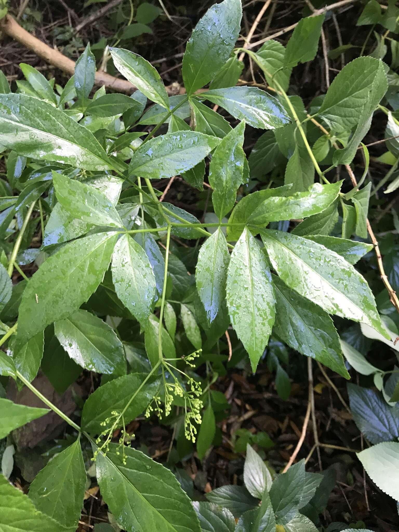 Sivun Sambucus australasica (Lindley) Fritsch kuva