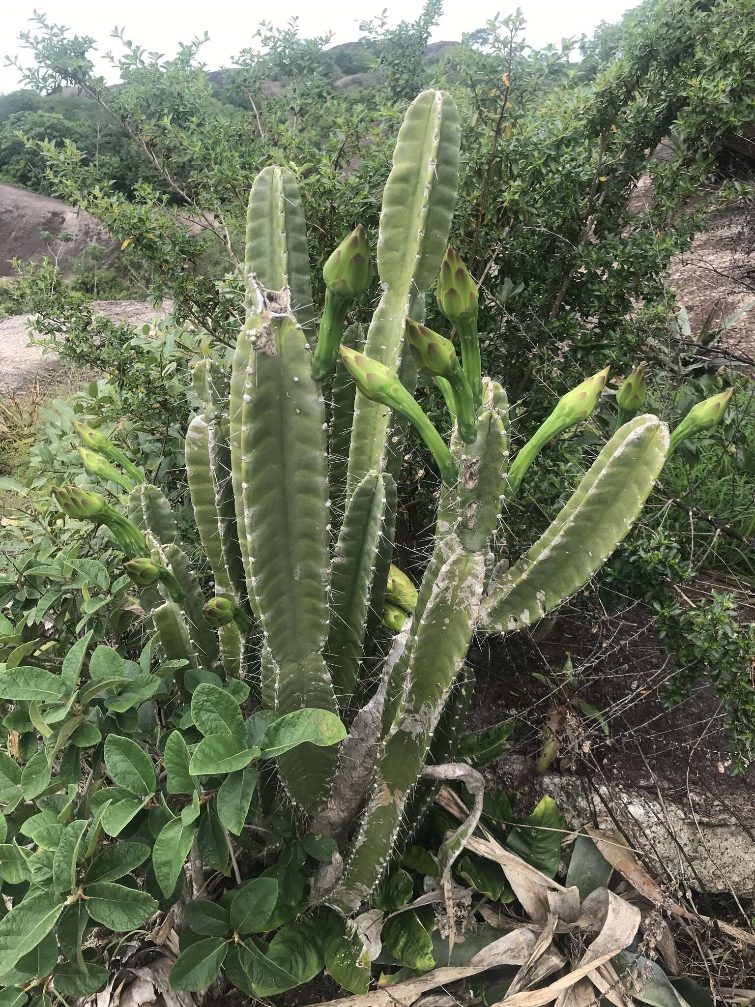 Image de Cereus hexagonus (L.) Mill.