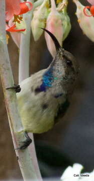 Image of White-bellied Sunbird