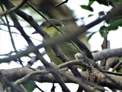 Imagem de Chlorocichla flaviventris flaviventris (Smith & A 1834)