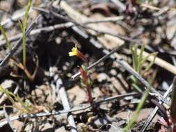 Image of Miniature Monkey-Flower