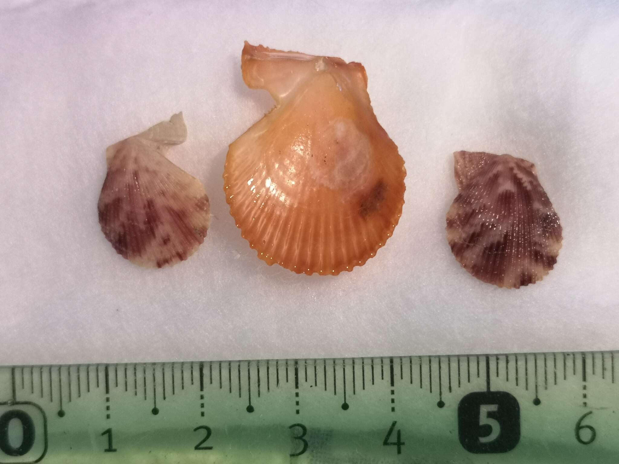 Image of variegated scallop