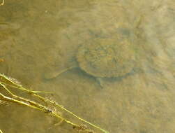 Image of Common Snake-necked Turtle