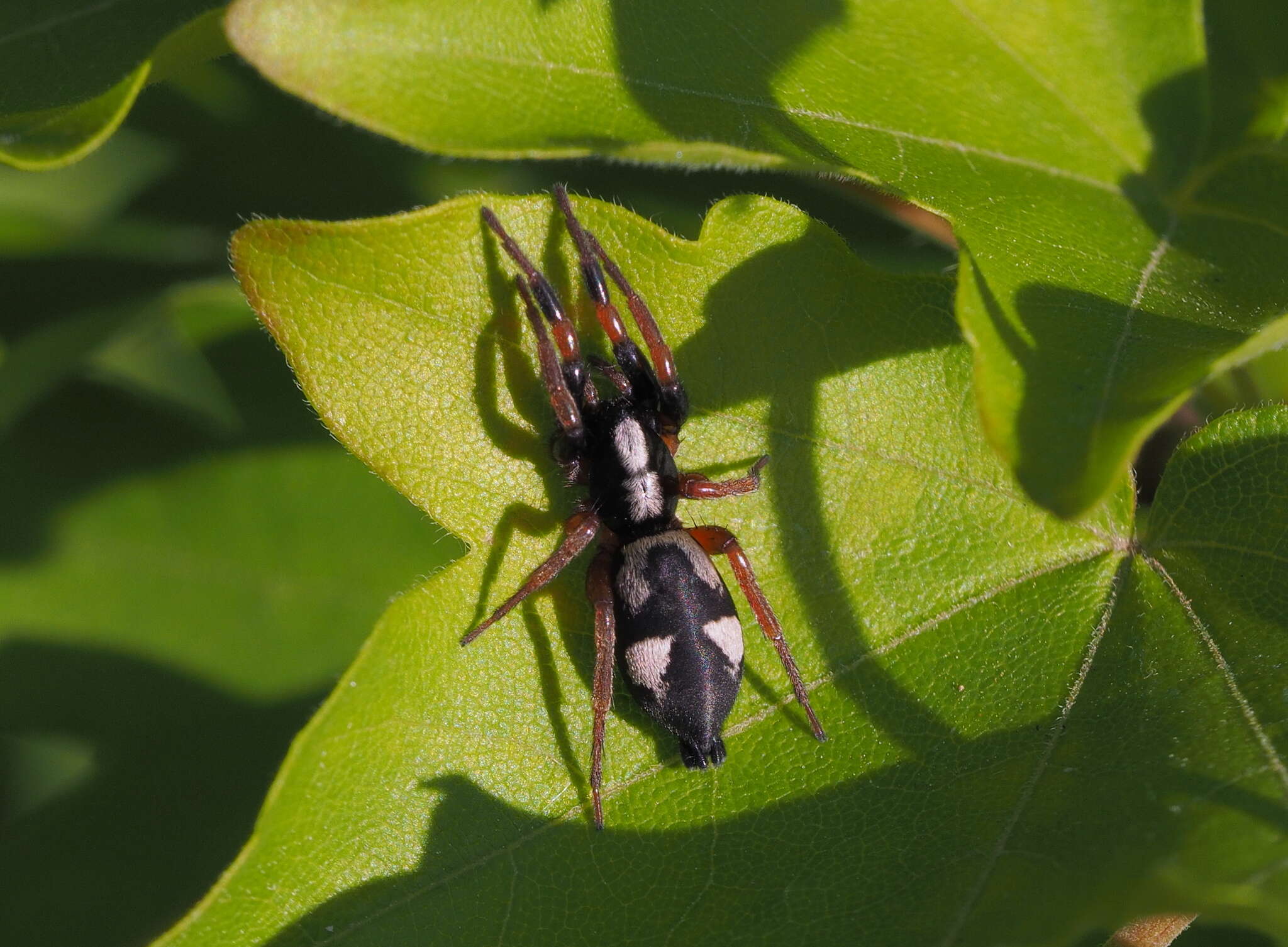 Image of Kishidaia conspicua (L. Koch 1866)