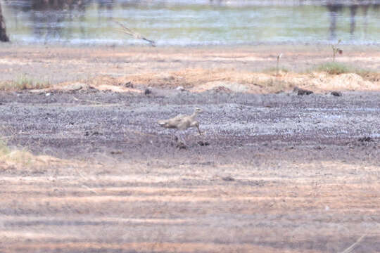 Image of Little Curlew