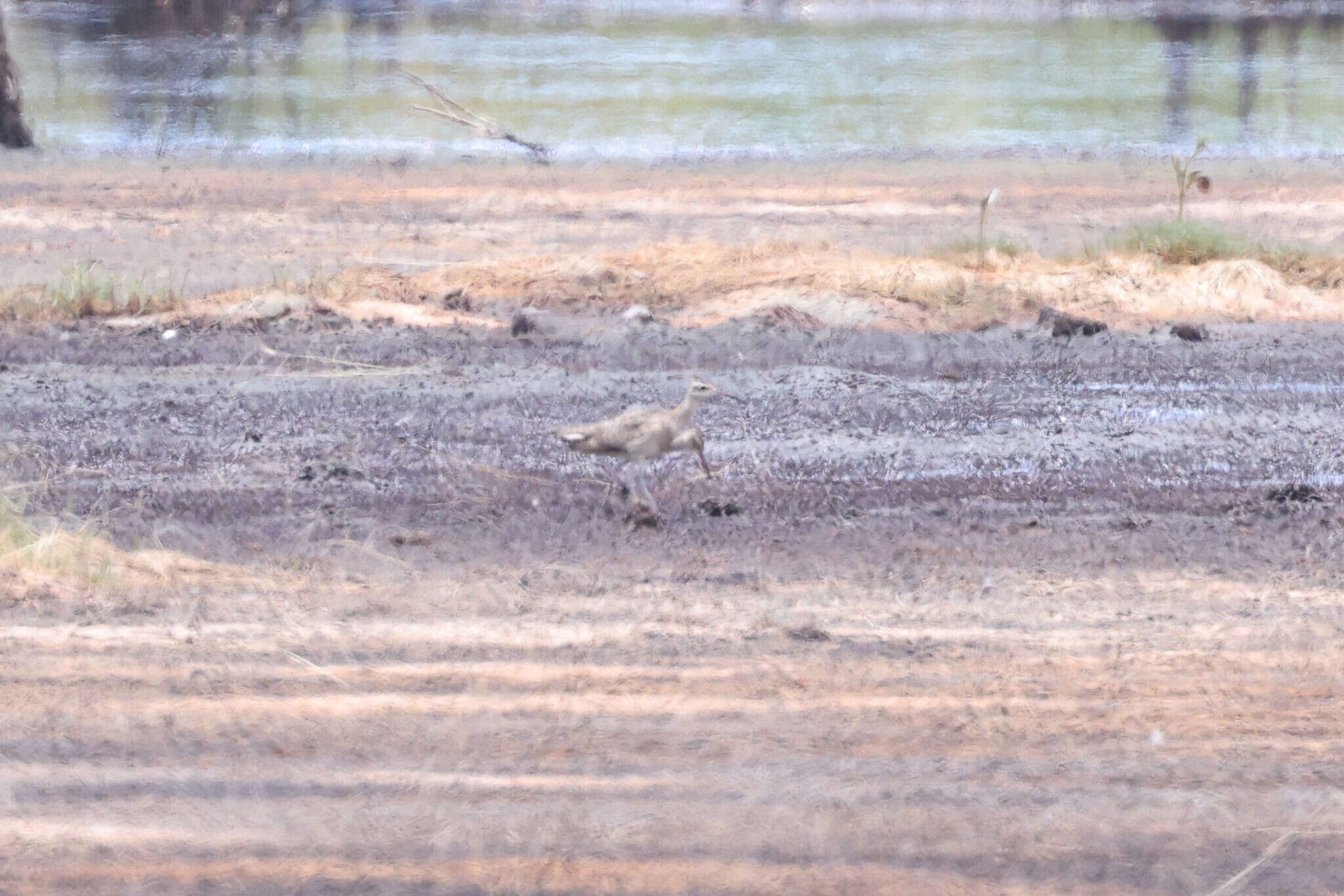 Image of Little Curlew