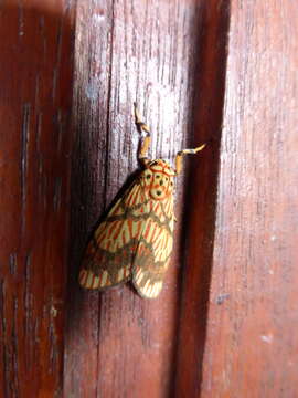 Image of Barsine euprepia (Hampson 1900)